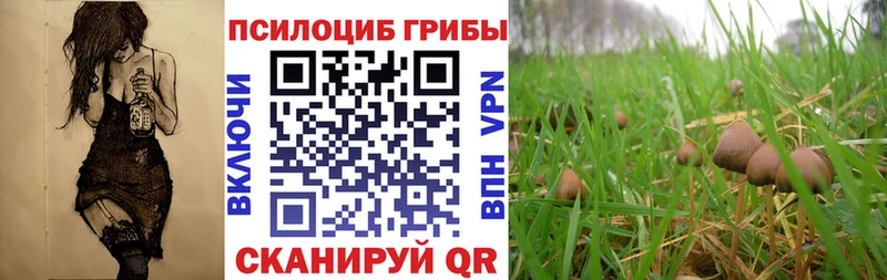 это клад  Сунжа  Псилоцибиновые грибы GOLDEN TEACHER 